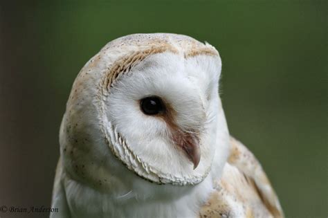 Brian's birding blog: British Wildlife Centre " Owls of Britain