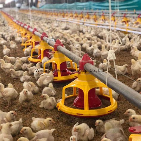 Automatic Poultry House Equipment for Broiler Chicken with High Quality ...