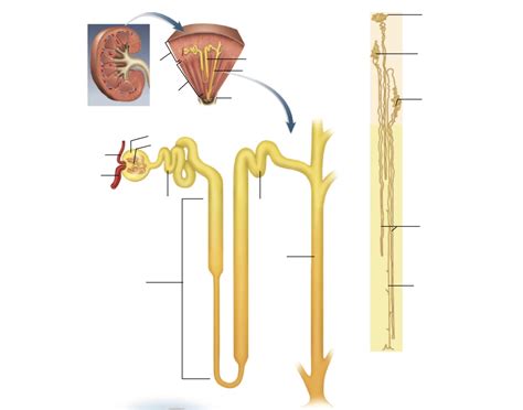 Anatomy of the nephron loop Quiz