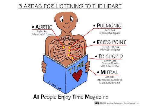 Heart auscultation areas | Nursing mnemonics, Nursing school survival ...