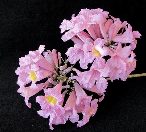 Tabebuia Rosea Tree 15 Seeds, Pink Poui Flowering Garden Ornamental Tr ...