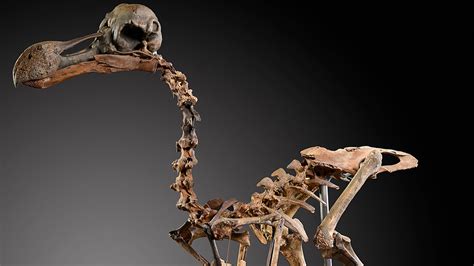 This Priceless Dodo Skeleton Took 40 Years to Assemble