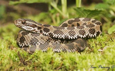 Eastern Massasauga Rattlesnake (Sistrurus catenatus catenatus) | Snake venom, Animals, Poisonous ...