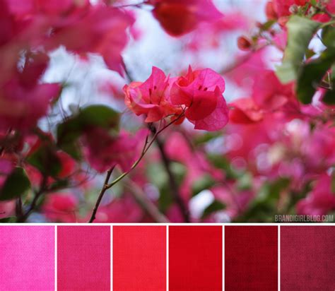 bouganvilla palette | Nature color palette, Color palette, Color wave