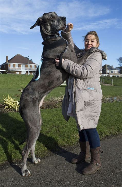 Britain's biggest dog, Freddy the Great Dane, is over 7ft tall and ...