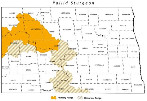 Pallid Sturgeon | North Dakota Game and Fish