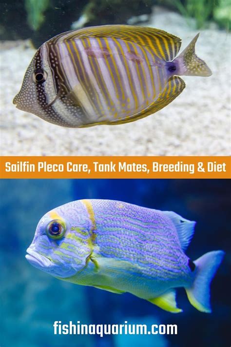 Sailfin pleco species overview care breeding guide – Artofit