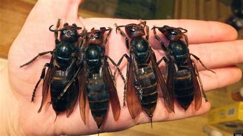 Giant Asian Hornets Are Killing People In China, Breeding In Larger Numbers | HuffPost Videos