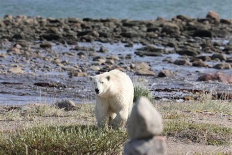 Nunavut Government Request anyone who had Traveled to Arviat since 12 January to Self-Quarantine ...