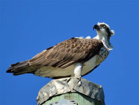 Osprey | BIRDS in BACKYARDS