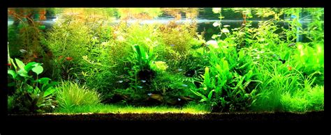 Pics Collection of Truly Inspired Aquascape | kinds of ornamental plants