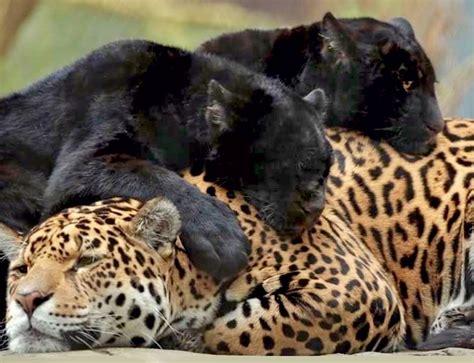 A pair of adolescent jaguar cubs (in the black melanistic phase) are ...