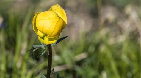 Buttercup Flower - Meaning, Symbolism and Colors | Flower Meanings