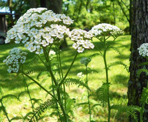 Moonflower Musings: Yarrow: A Remedy for the Wounded Healer