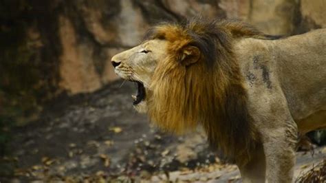 Powerful Roaring Lionlion Roared Sound Lion Stock Footage Video (100% ...