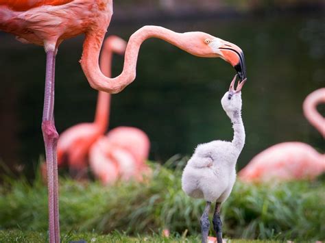 Baby Flamingos: Everything You Need To Know (with… | Bird Fact