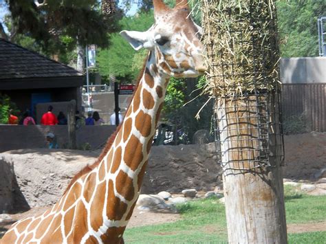 Cheryl's USA: Tucson zoo home to animals from around the world