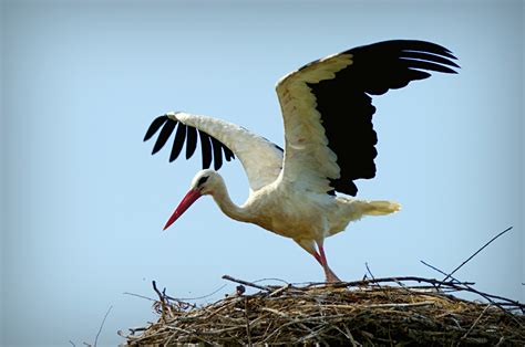 White Stork Free Stock Photo - Public Domain Pictures