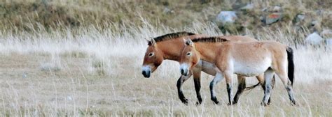 Przewalski's Horse Species - Revive & Restore