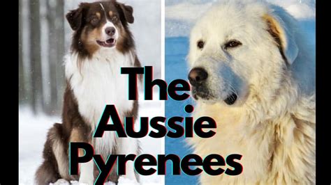 Meet The Endearing Great Pyrenees Australian Shepherd Mix! - YouTube