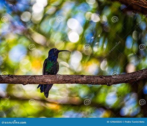 Hummingbird Perched on Tree Branch Stock Image - Image of green, dragonfly: 129645035