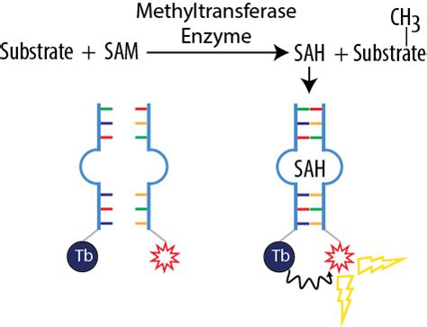 Methyltransferase Assay Kits - BellBrook Labs