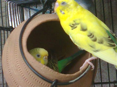 Budgerigar Care: budgerigar photo gallery