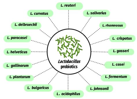 Lactobacillus Species as Probiotics: Isolation Sources and Health ...