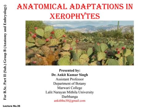 Anatomical adaptations in Xerophytes.pdf