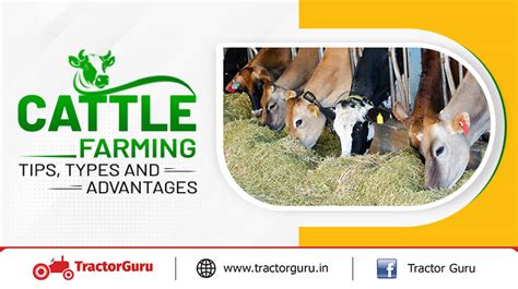 What is Cattle Farming : Tips and Types Explained