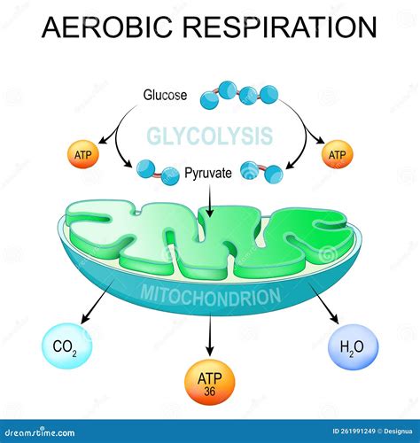 Aerobic Respiration Bio Anatomical Vector Illustration Diagram Labeled | Hot Sex Picture