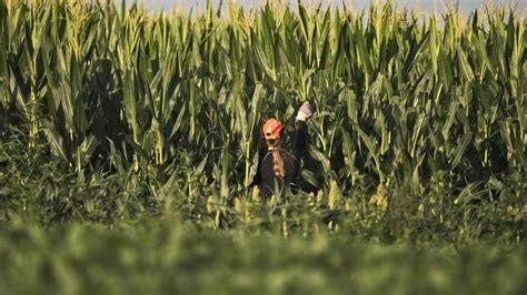 Photos: Corn detasseling crews at work | Agriculture | journalstar.com