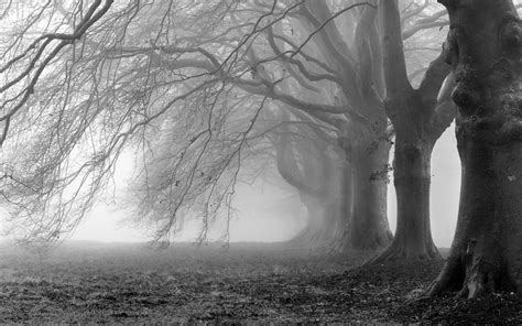 🔥 Download Creepy Foggy Wallpaper On by @larryzimmerman | Scary Fog ...