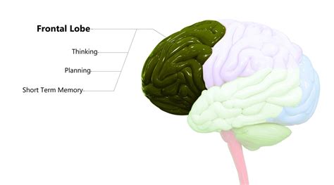 Frontal Lobe