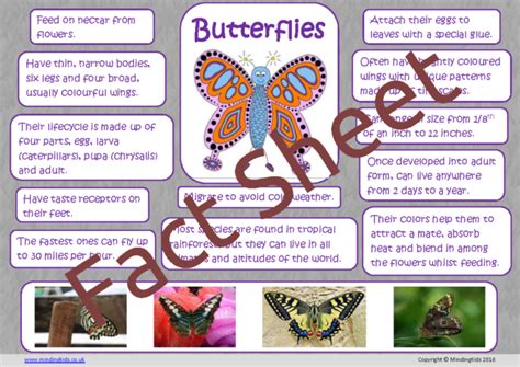 Butterfly Facts For Kids