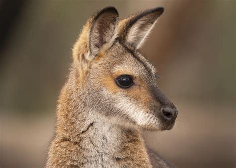 Wallabies | Animal Care