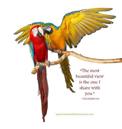 21 best birds quotes images on Pinterest | Quotes about birds, Bird ...