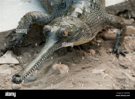 Gharial (Gavialis gangeticus) crocodile in Chitwan National Park, Nepal ...