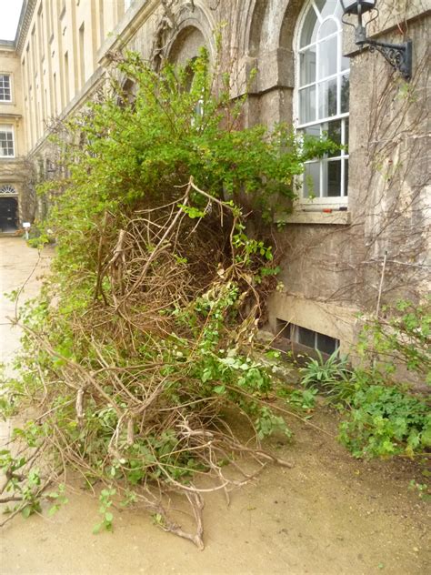 Worcester College Gardeners 2009-2018: Hard Pruning The Winter ...