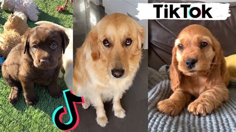 TIK TOKS THAT MAKE YOU GO AAWWW ~ Funny Dogs of TikTok Compilation ...