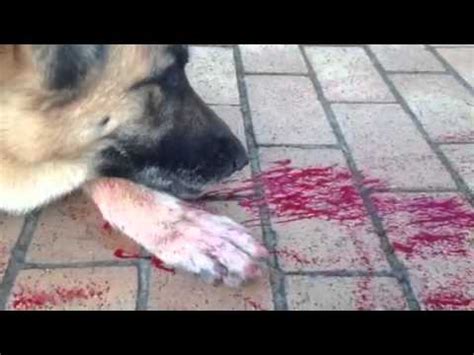 Dog Breathing Hard and Coughing Up Blood: D-con Poisoning | FunnyCat.TV