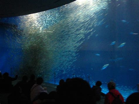 Victoria In Japan Land: Nagoya Port Aquarium