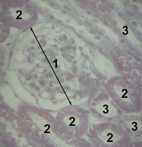 Proximal tubule - wikidoc