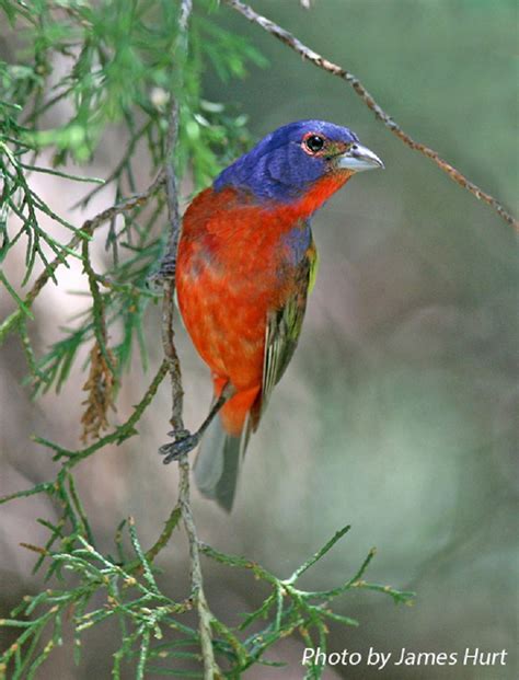 Tennessee Watchable Wildlife | Painted Bunting - Habitat: GRASSLAND