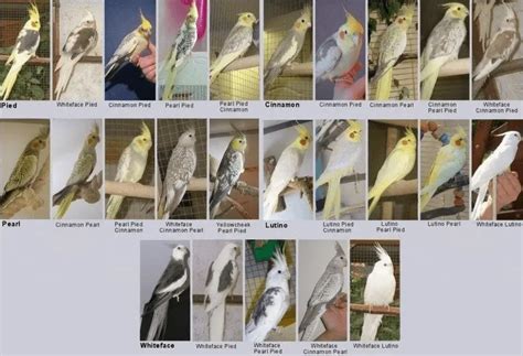 Cockatiel colors -Cockatiel colors chart Mutations and genetics