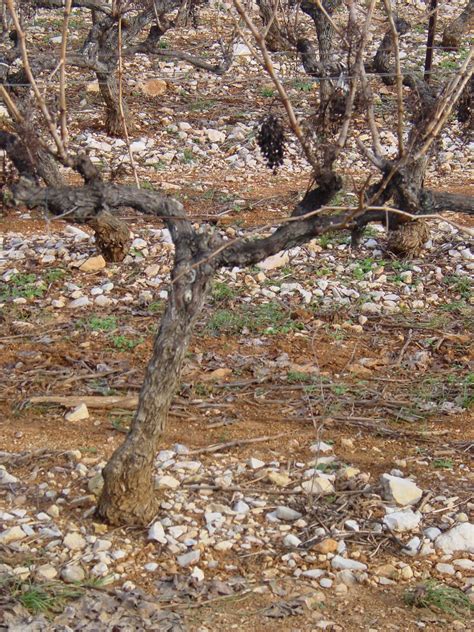 File:Provence Grape Vines in Winter.jpg - Wikimedia Commons