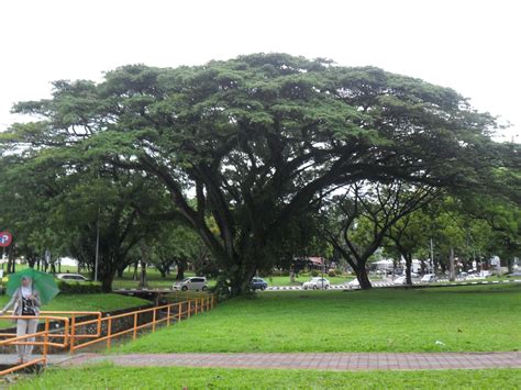 nature lover: rain tree-samanea saman