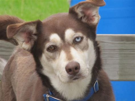 Husky Labrador Mix - Size, Weight, Temperament And Training