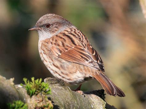 Common UK birds: Dunnock | Common british birds, Common garden birds, Birds