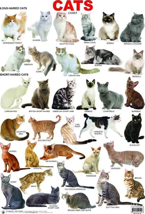 Pin by ADVA on Cats | Best cat breeds, Cat breeds, Beautiful cats